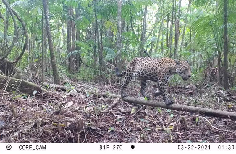 A jaguar observed in the Barima-Mora Passage during a biodiversity survey in the area