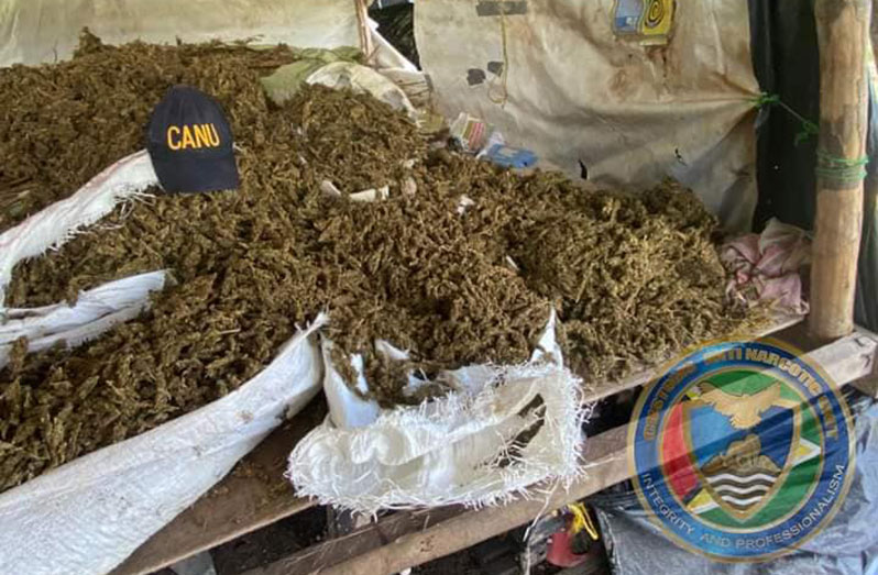 Some of the cannabis that was destroyed