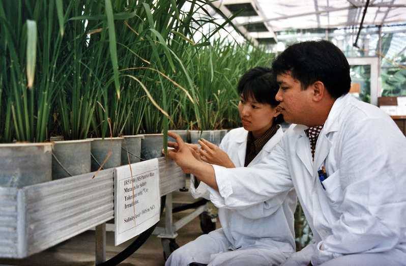 Researchers monitoring crop varieties (FAO photo)