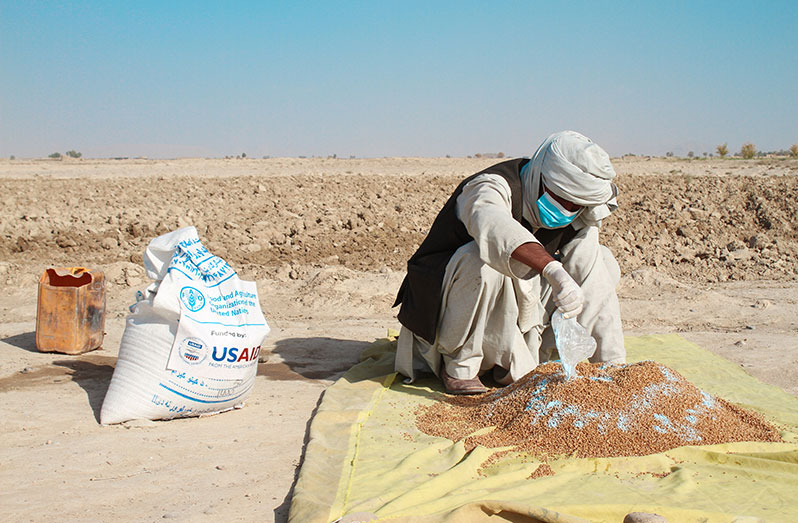 A farmer applies fungicide to the certified wheat seeds provided by FAO before sowing in Sahibzada Kalacha village, Daman district, Kandahar, Afghanistan (FAO photo)
