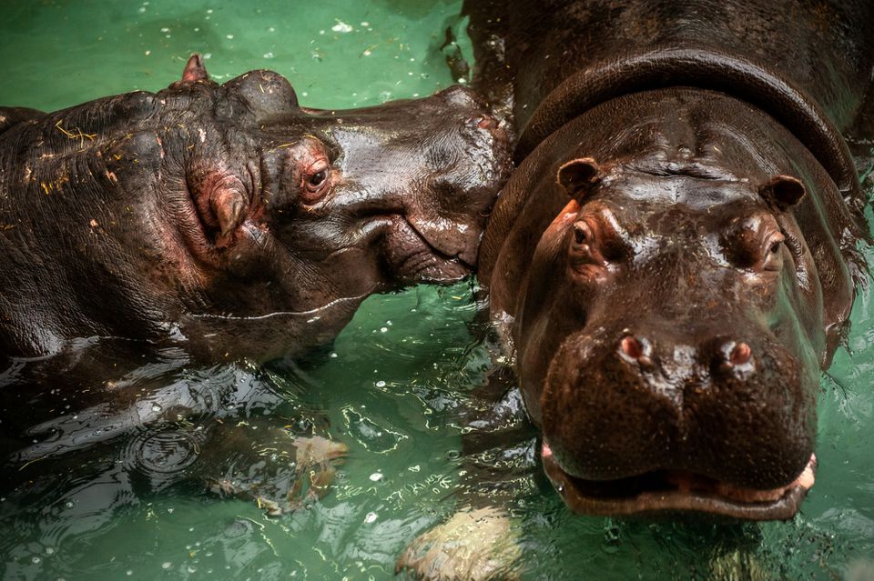 Hippos that have recently tested positive for COVID-19 are seen at Antwerp Zoo, amid the coronavirus disease (COVID-19) pandemic, in this handout photo dated Summer 2021. Antwerp ZOO Society/Jonas Verhulst/Handout via REUTERS