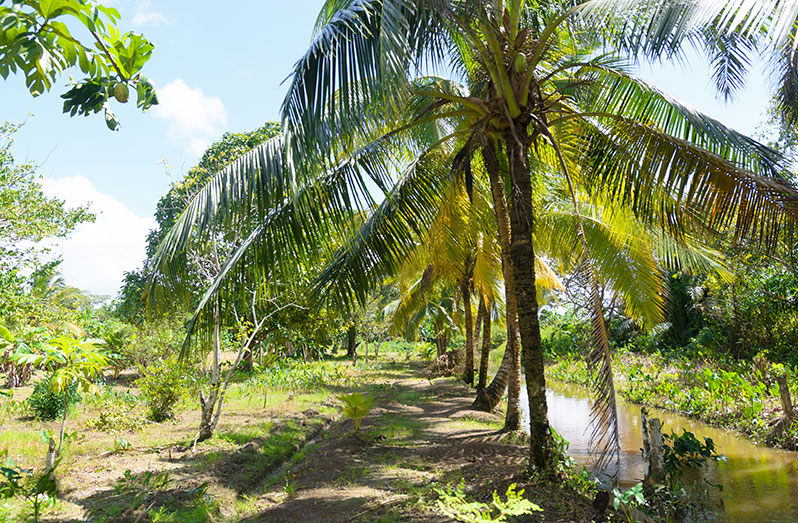 Salem Village, East Bank Essequibo (Delano Williams photos)