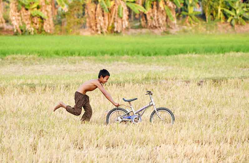 A rice field in Cambodia (FAO)