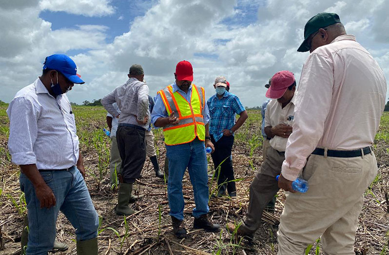 GuySuCo Chief Executive Officer, Sasenarine Singh (Centre) and team inspecting a cultivation field in Canje Berbice on Friday