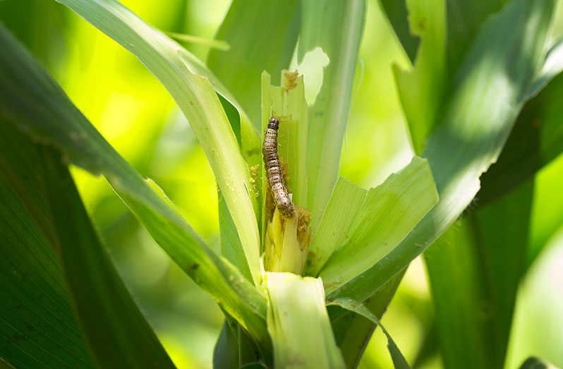 Over the last few years, fall armyworm has continued to spread rapidly across the globe (FAO photo)