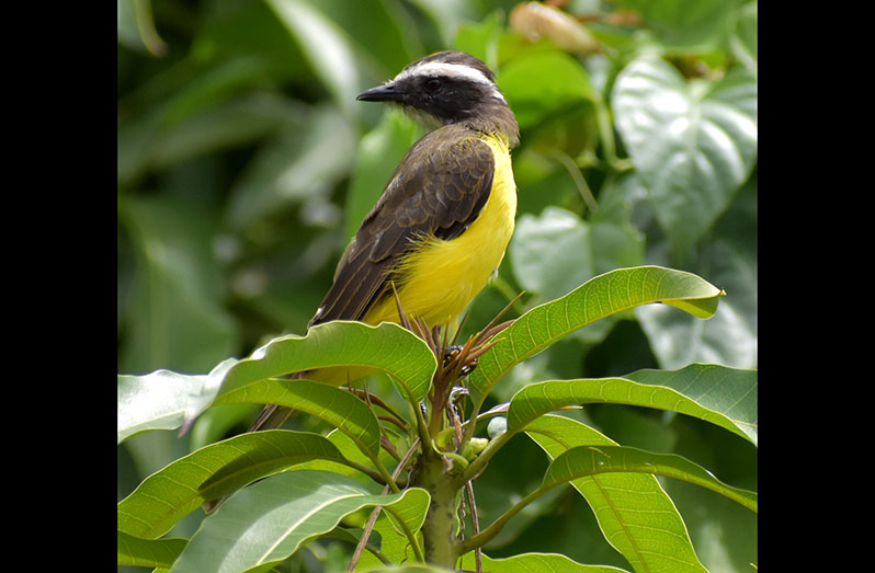 A bird on a flower is a common sight in Guava Bush Village (Carl Croker photos)