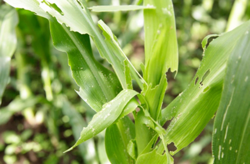 Climate change is exacerbating the spread of plant pests, such as Fall armyworm (FAO photo)