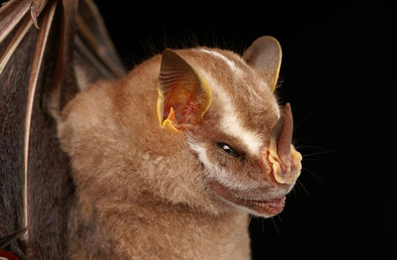A new species of broad-nosed bat. (Images compliments of Iwokrama)