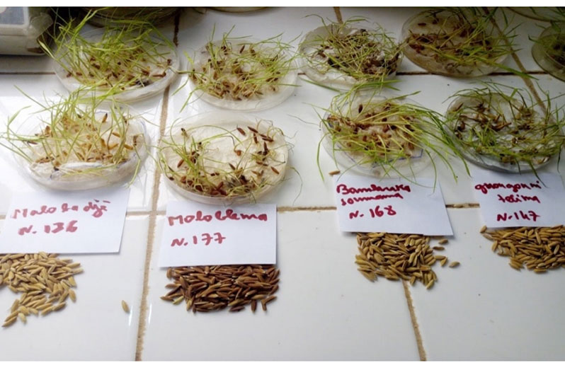 The Benefit-sharing Fund has helped communities identify local rice varieties that are high-yielding while also being tolerant to drought and excess water (FAO)