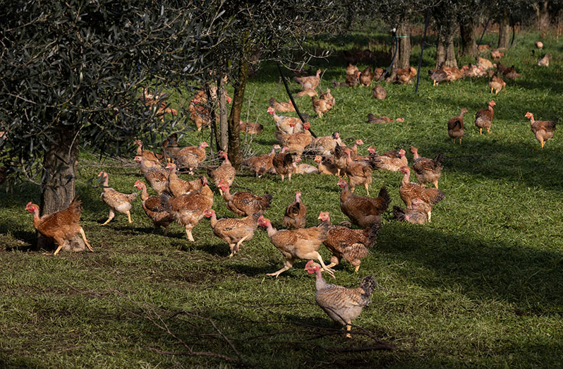 Chickens in Italy (FAO photo)