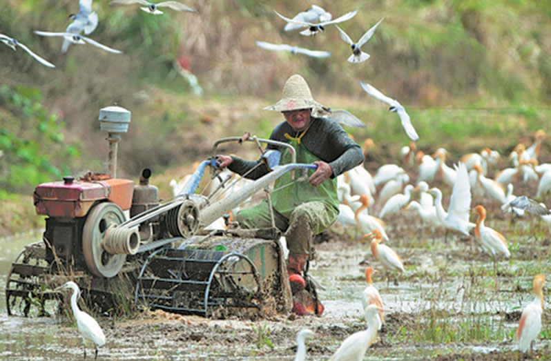 A farmer plows a rice paddy field while egrets forage in Lianjiang county, Fujian province, on May 29. The province has been sparing no efforts to boost the eco-transformation of the region through systematic protection and restoration of forests, wetlands, grasslands and croplands. XINHUA