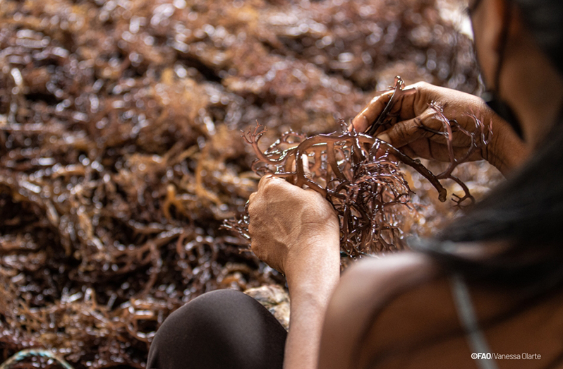 The Indigenous women learned how to sun-dry the algae and extract agar, a jelly-like substance, from its walls to make soaps and cosmetics (FAO/Vanessa Olarte)