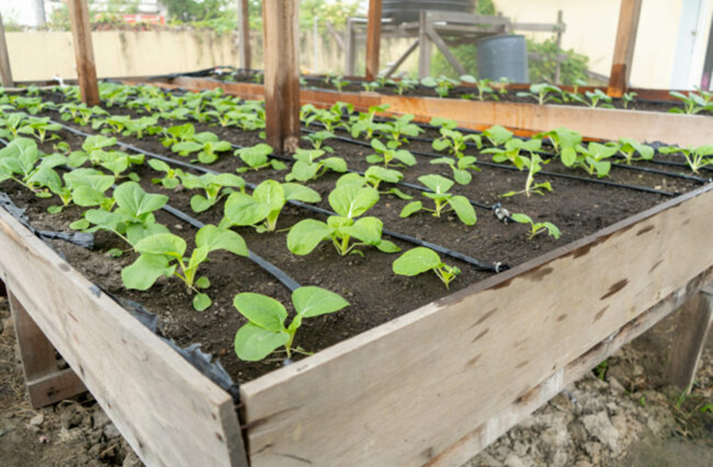 Crops cultivated by students of the Cummings Lodge Secondary School, East Coast Demerara (DPI photo)