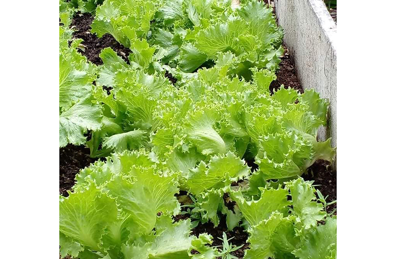 A freshly harvested batch of lettuce from one of the participants in the ‘Queen of gardening’ competition