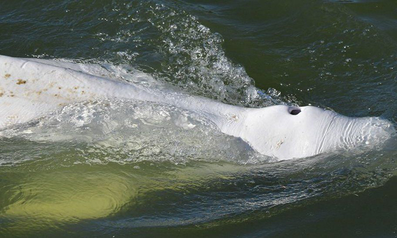 Scientific observers say the whale appeared to be visibly malnourished (Photo credit: GETTY IMAGES; retrieved from BBC)