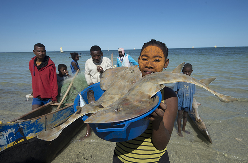 Fisheries and aquaculture play an increasingly important role in providing food, nutrition and jobs across the world (FAO photo)