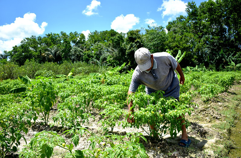 Morris Ferreira tends to a pepper plant on his farm