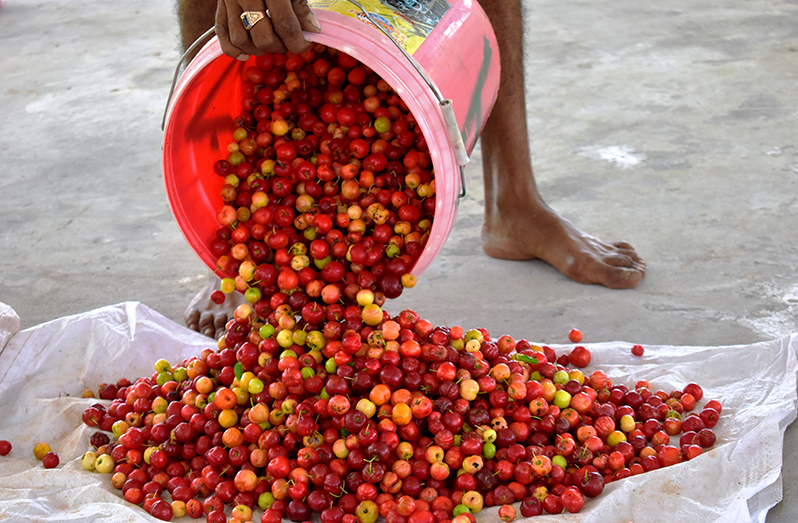 Cherries are one of the many citrus fruits found in abundance in the small farming community in Laluni. Recently, President, Dr. Irfaan Ali announced that major investments are billed for the community to see it becoming a major food production hub (Carl Croker photo)
