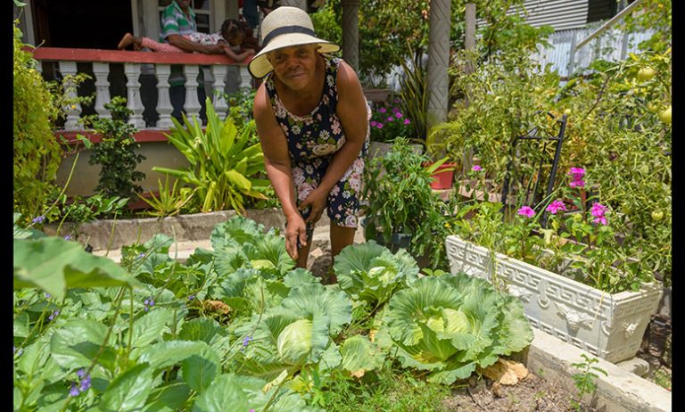 A passion for farming in Tempie Village - Guyana Chronicle