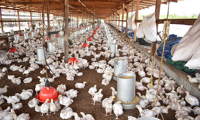 Environmental guidelines for poultry rearing - Guyana Chronicle