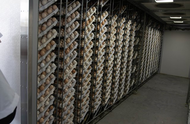 Eggs in hatching incubator at Bounty Farm