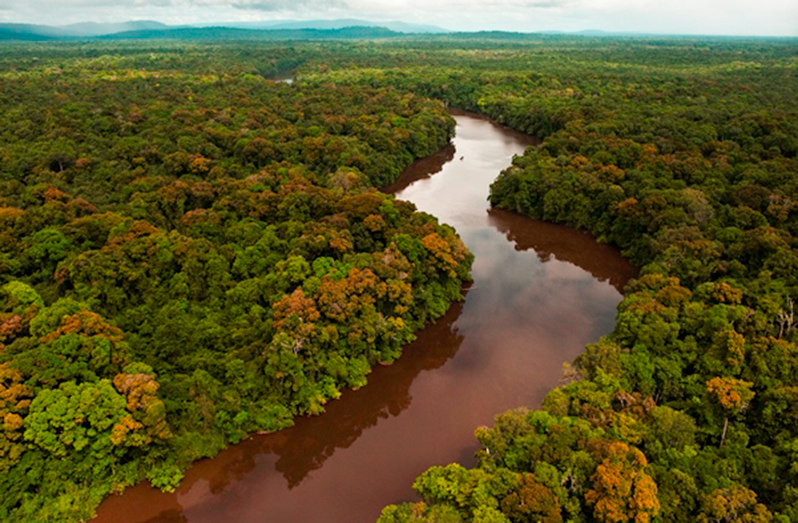 Part of Guyana’s lush green forests