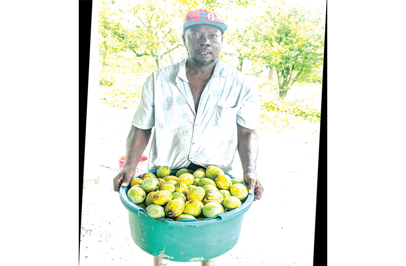 Mark Elias with his freshly picked mangoes ready for sale