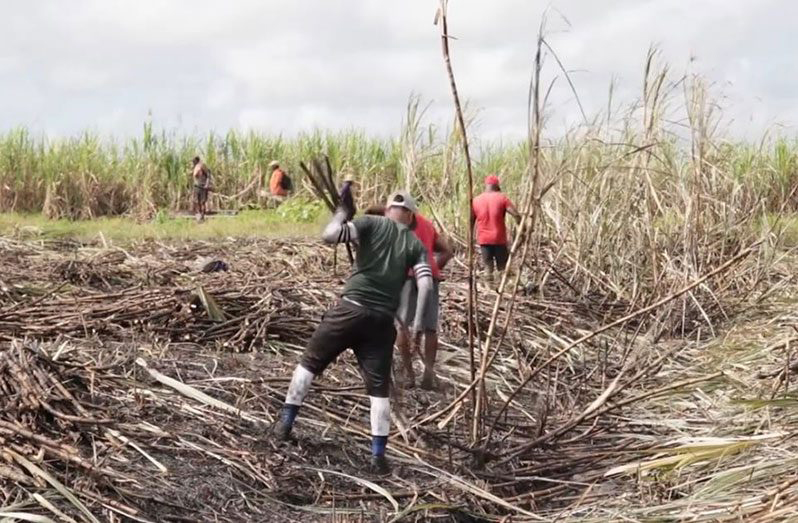 Sugar workers toiling in the field