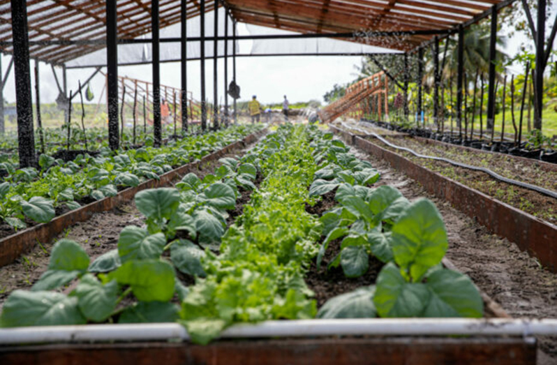 Shade house at the National Agricultural Research and Extension Institute (NAREI), Mon Repos, East Coast Demerara (ECD) (DPI photo)