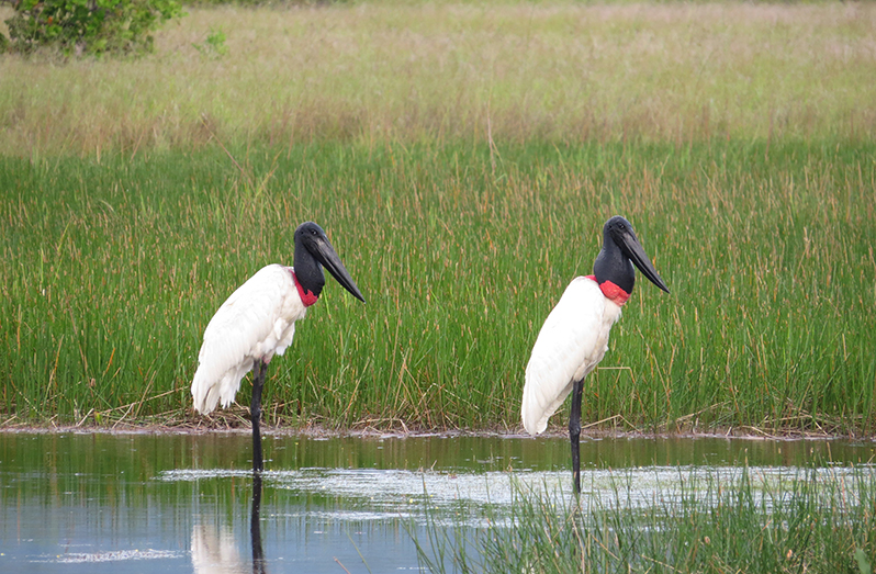 Partnerships for Wildlife Conservation - Guyana Chronicle