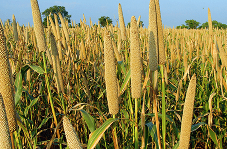The millet grain