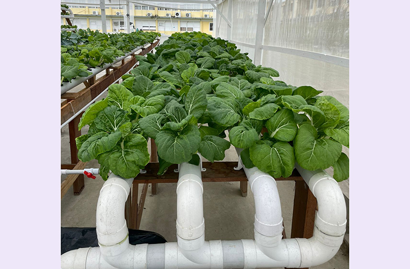 Crops being grown in a hydroponic garden