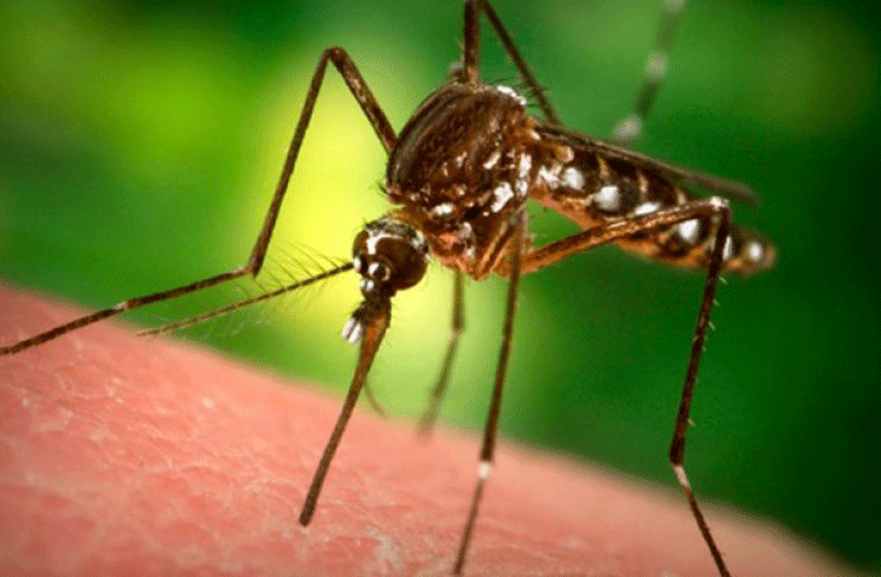 Dengue