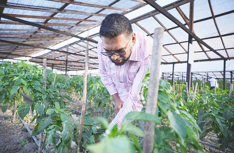 President, Dr Irfaan Ali conducted a site visit to the hydroponics farm at NAREI where he received updates on the ongoing project (Office of the President photos)