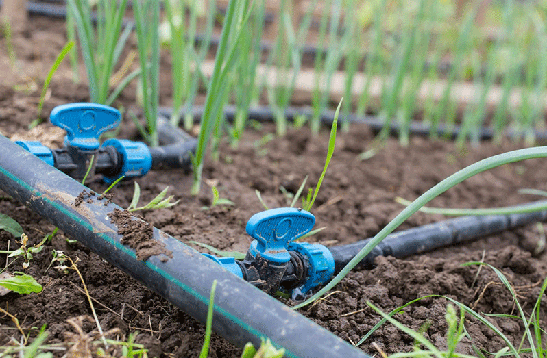 Drip irrigation is a type of micro-irrigation system in which water trickles directly to the plant’s roots through a network of pipes and emitters