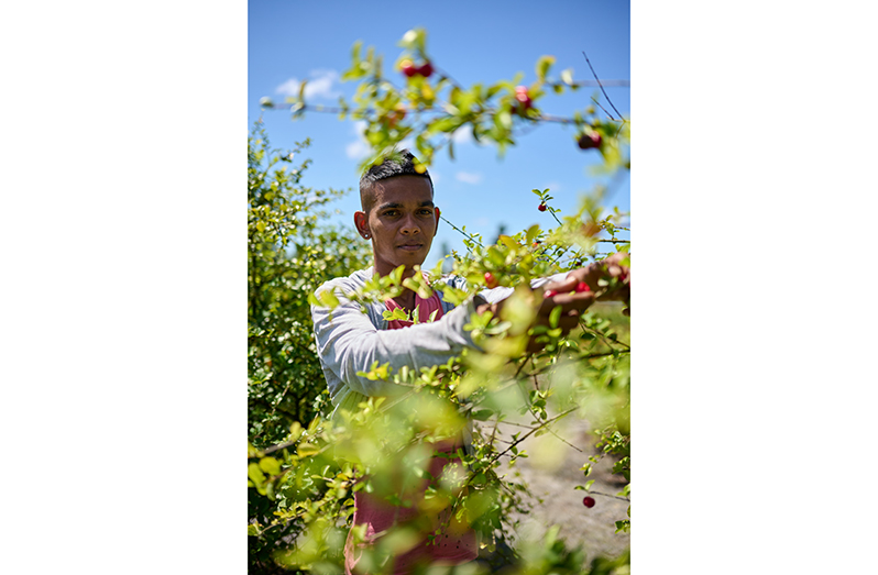 Sachin Singh picking some of Laluni’s famed cherries from his farm (Samuel Maughn photos)