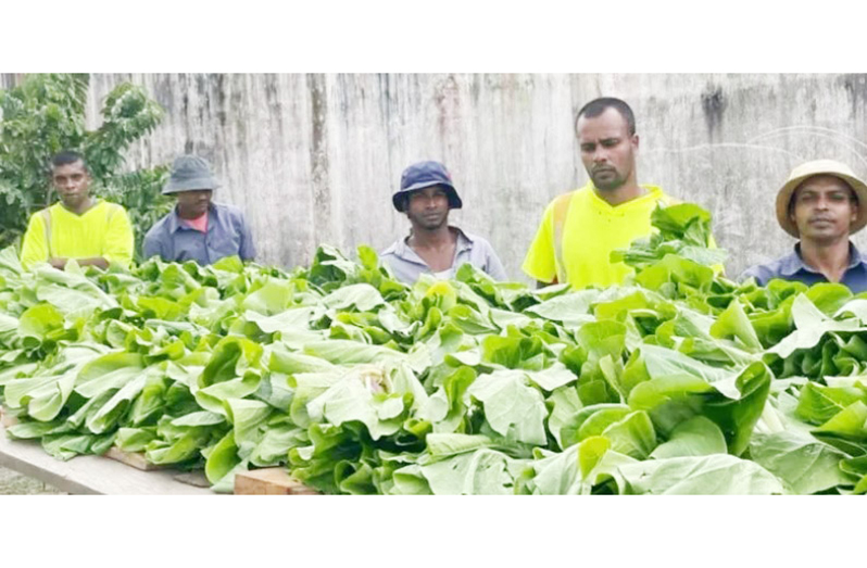 The Guyana Prisons Service’s “Grow more campaign” is reaping rewards beyond bountiful harvests