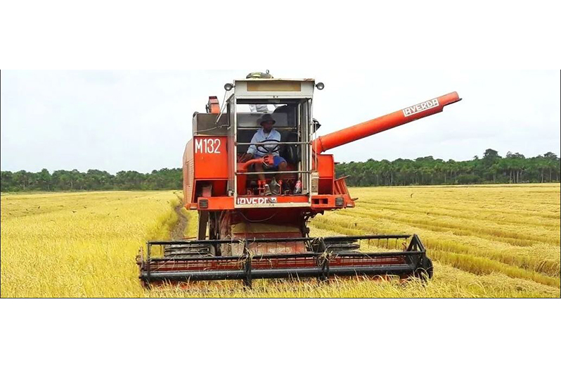 Gov’t to invest $1.3B in rice expansion this year - Guyana Chronicle