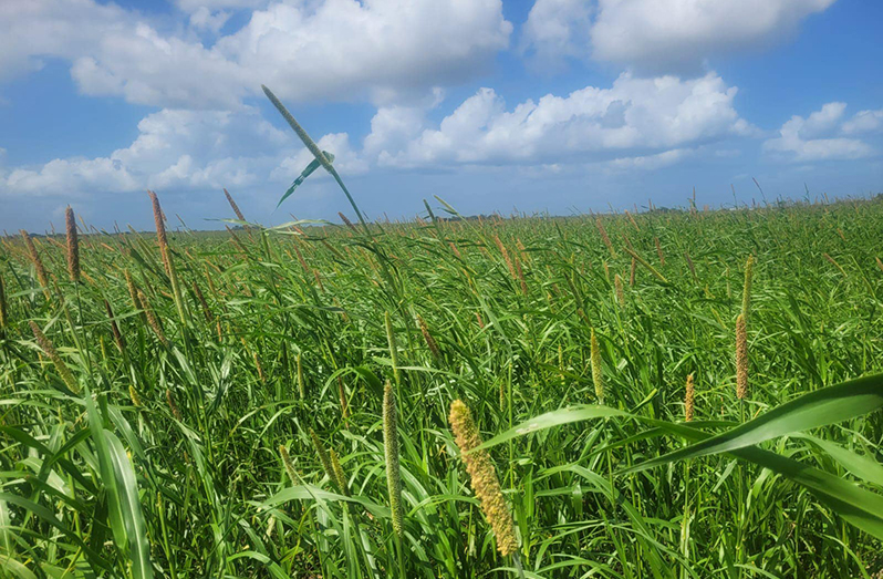 Some 1,300 acres of millet have come under cultivation in the Tacama Savannahs (President Dr. Irfaan Ali photo)