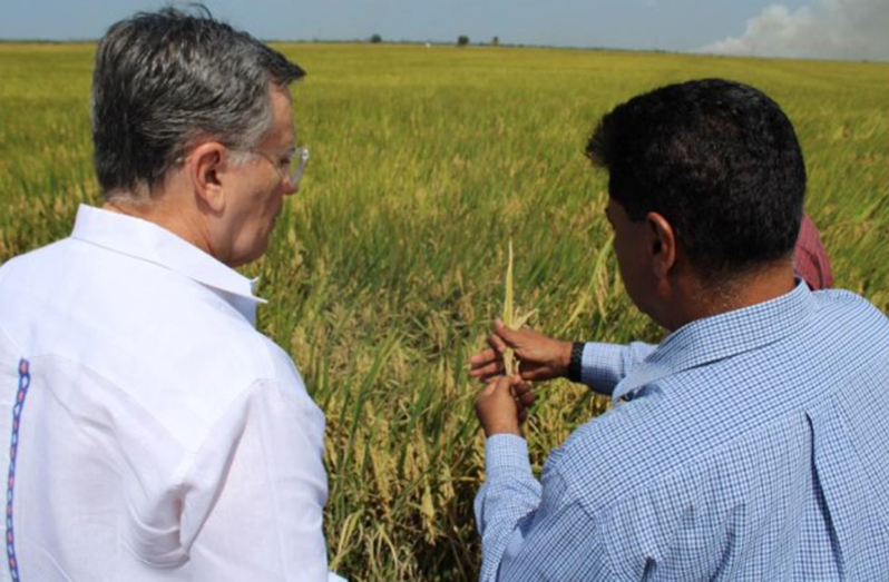After more than three years of joint scientific research and experimentation, the Government of Guyana and the Inter-American Institute for Cooperation on Agriculture (IICA) have developed the region's first bio-fortified rice variety, which is an extremely important contribution to the country's food and nutrition security, and can be extended to the entire Caribbean region