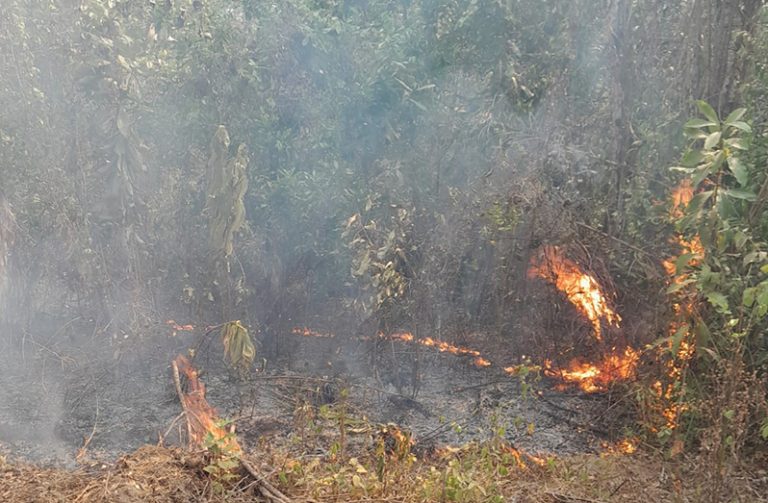 Authorities continue joint efforts to combat wildfires - Guyana Chronicle