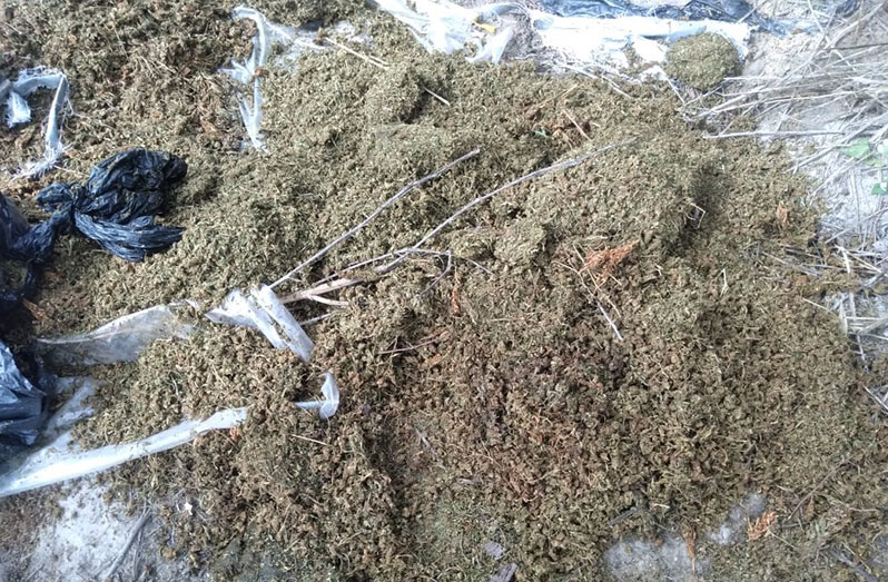 Police destroyed 54.431kg of dried cannabis and 6, 000 cannabis plants in various stages of growth at Kaiwa on Saturday. A make-shift camp with kitchen utensils and groceries were also found on the farm (GPF photos)