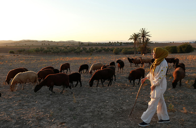 Herding sheep in Tunisia