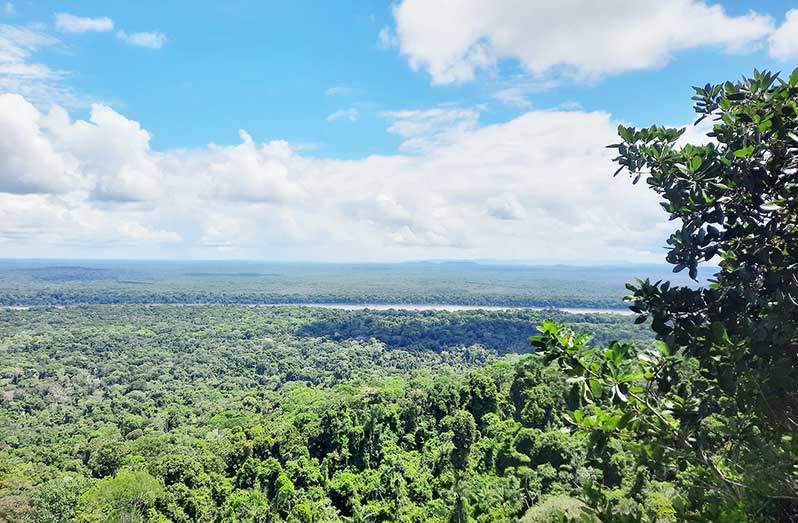 Iwokrama Forest View from Turtle Mountain Summit