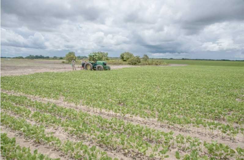 A section of the corn and soya field in Tacama, Berbice (Ministry of Agriculture photo)