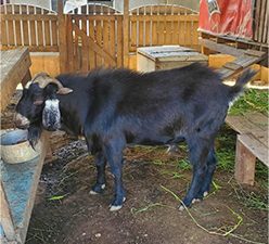 Ex-cop finds new purpose in small ruminant farming