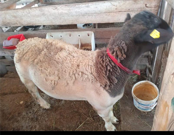 Yvonne Morris’ prized Texana sheep
