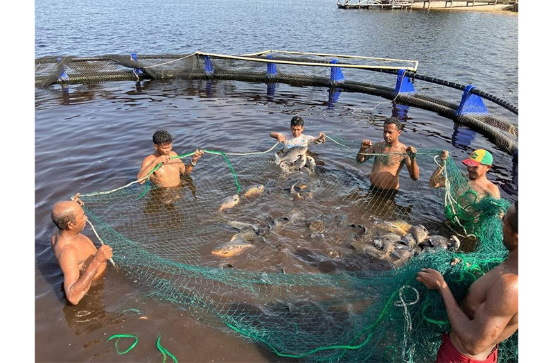 Fish which is harvested from the cage-culture project provide revenue for the village