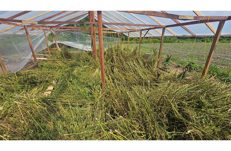 A large quality of dry cannabis found at Kuyorokuri Creek, Upper Berbice River was later destroyed by police