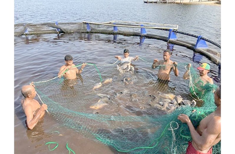 Cage culture farming in Lake Capoey